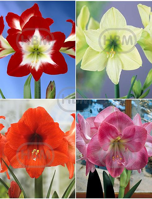 S32 Amaryllis (Hippeastrum) A (4x8)