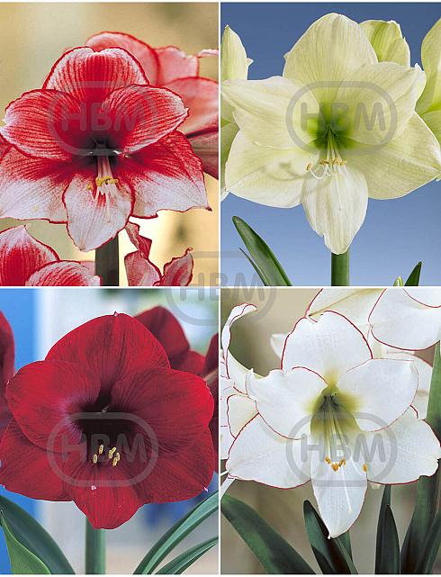 S32 Amaryllis (Hippeastrum) B (4x8)
