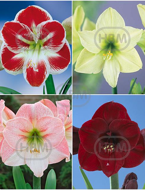 S32 Amaryllis (Hippeastrum) C (4x8)