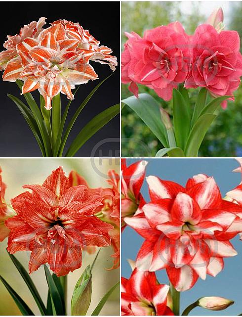 S32 Amaryllis (Hippeastrum) Double B (4x8)