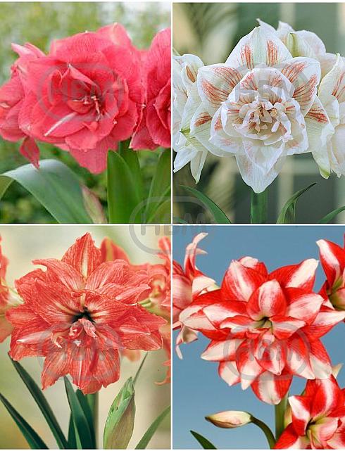 S32 Amaryllis (Hippeastrum) Double B (4x8)