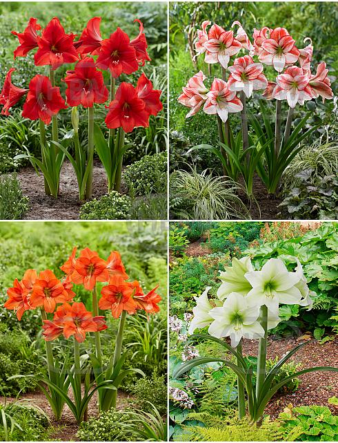 S32 Amarino's (Hardy -7C Hippeastrum (4x10)