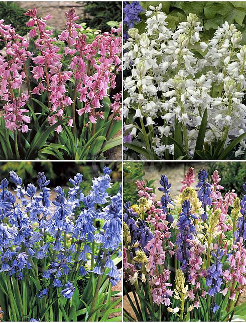S15 Hyacinthoides Hispanica (4x150)