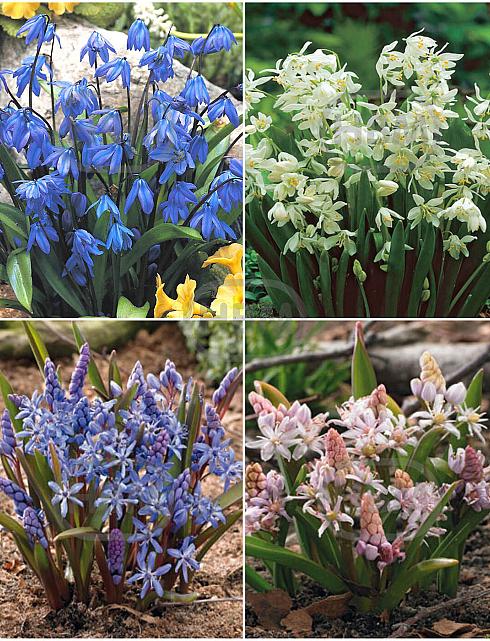 S15 Scilla (2x100/2x150)