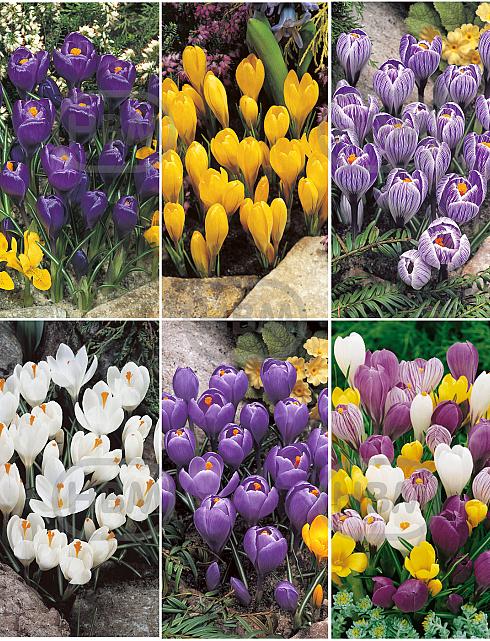 S15 Crocus Large Flowering (6x150)