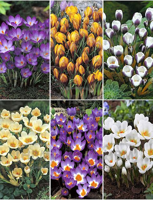S15 Crocus Botanical A (6x200)