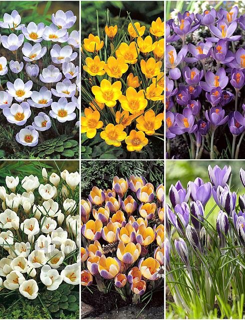 S15 Crocus Botanical B (6x200)