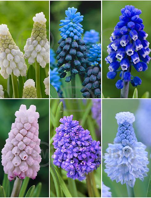S15 Muscari A (6x100)