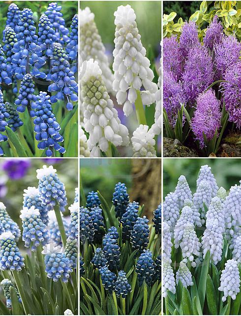 S15 Muscari B (6x100)