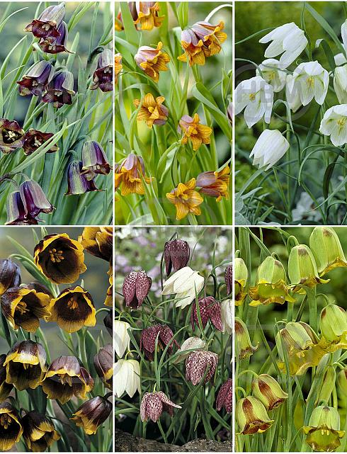 S15 Fritillaria Smallflowering (6x75)