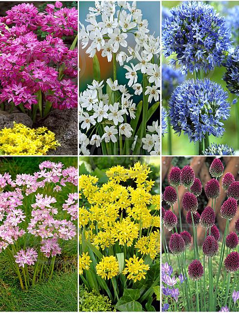 S15 Allium Smallflowering (6x200)