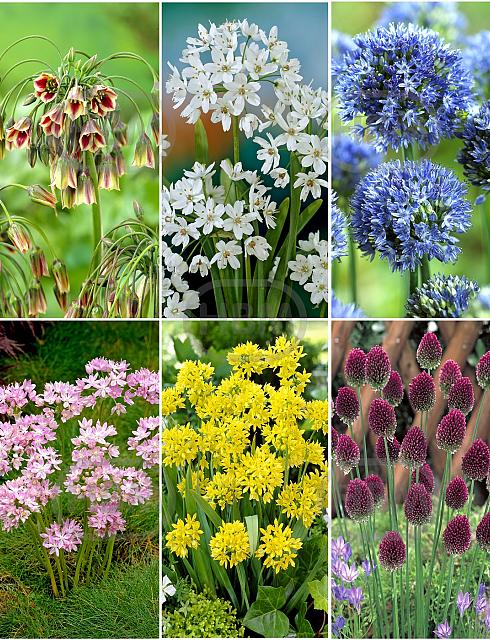 S15 Allium Smallflowering (6x200)