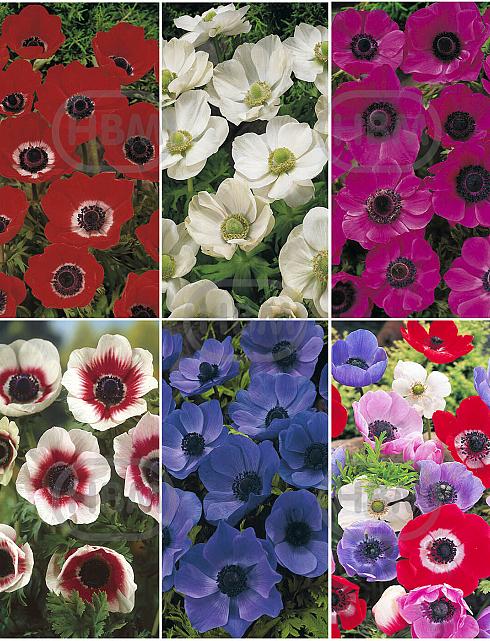 S15 Anemone Single (6x200)