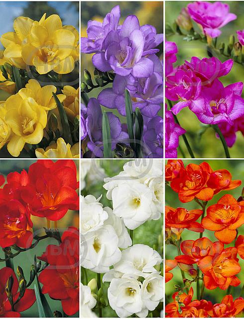 S15 Freesia Double (6x200)