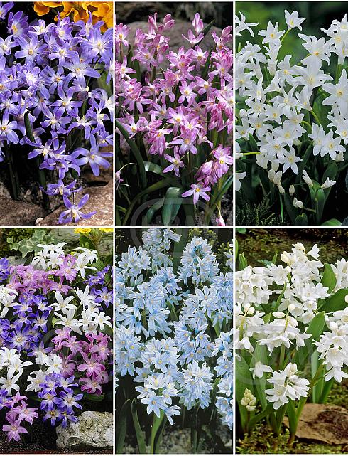 S15 Chionodoxa + Puschkinia (6x200)