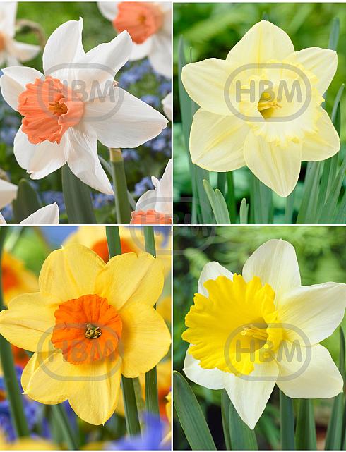 S24 Narcissus Single F (4x50)