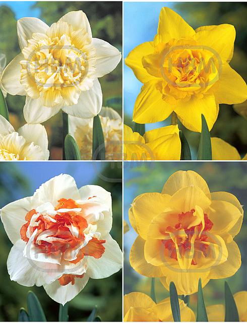 S24 Narcissus Double E (4X50)