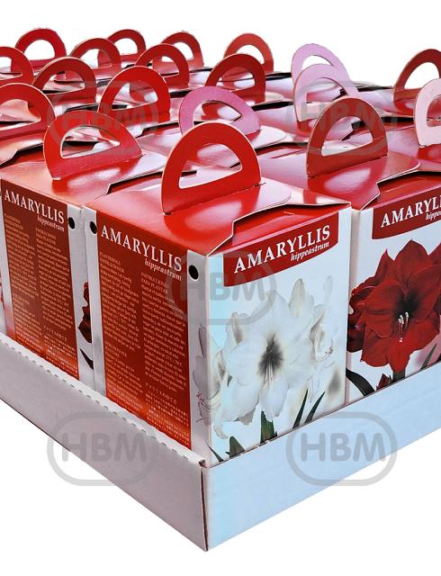 AM Amarylis Box Double (4x6)