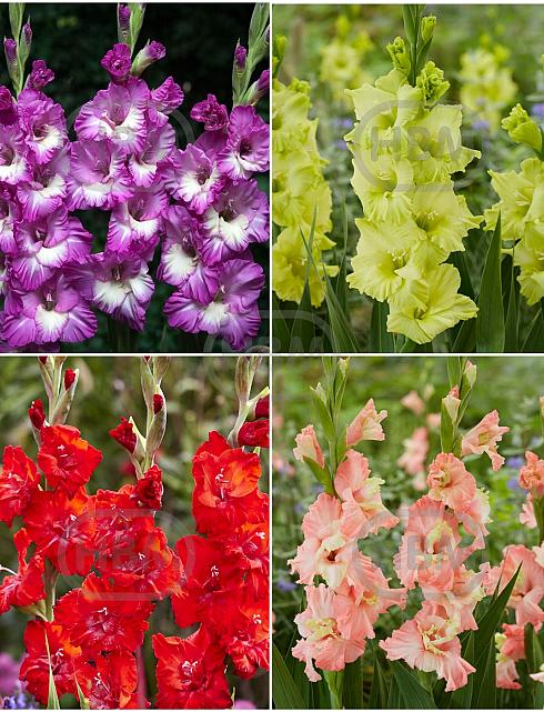 S15 Gladiolus Frizzle Flowering B (4X75)