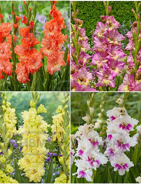 S15 Gladiolus Frizzle Flowering C (4x75)