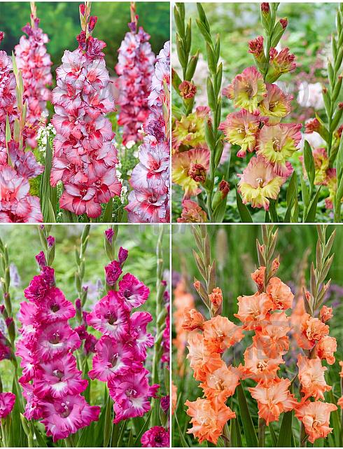 S15 Gladiolus Frizzle Flowering D (4x60)