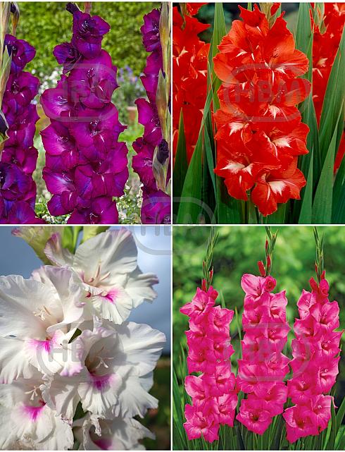 S15 Gladiolus Large  Flowering B (4x60)