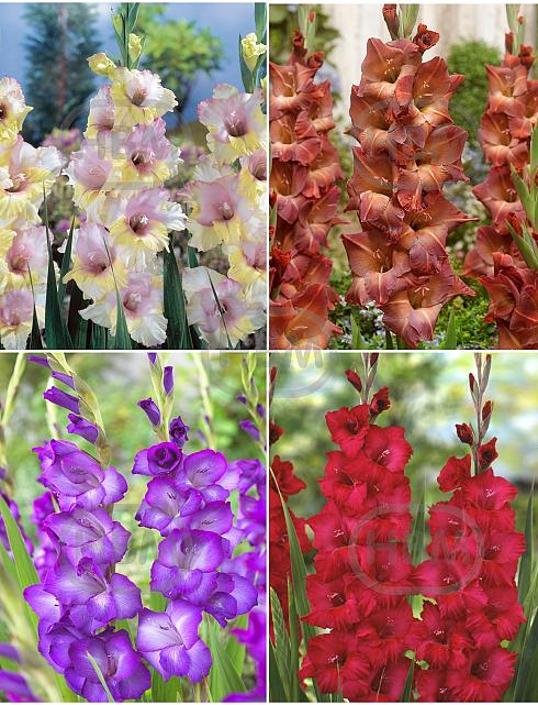 S15 Gladiolus Large Flowering D (4x60)