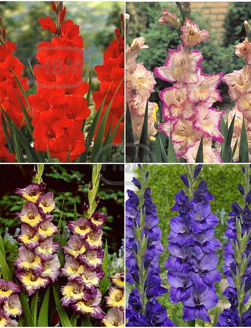 S15 Gladiolus Large Flowering F (4x60)