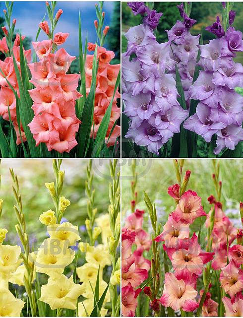 S24 Gladiolus Large Flowering P (4x75)