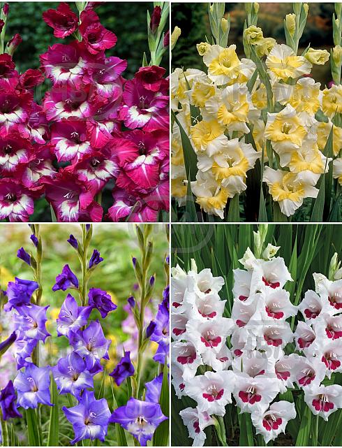 S24 Gladiolus Large Flowering Q (4x75)