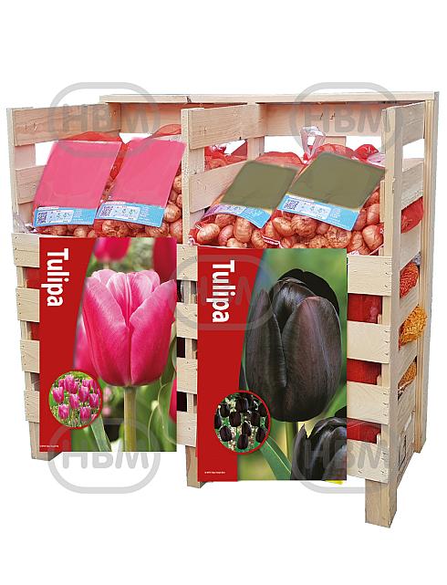Tulipa mixed