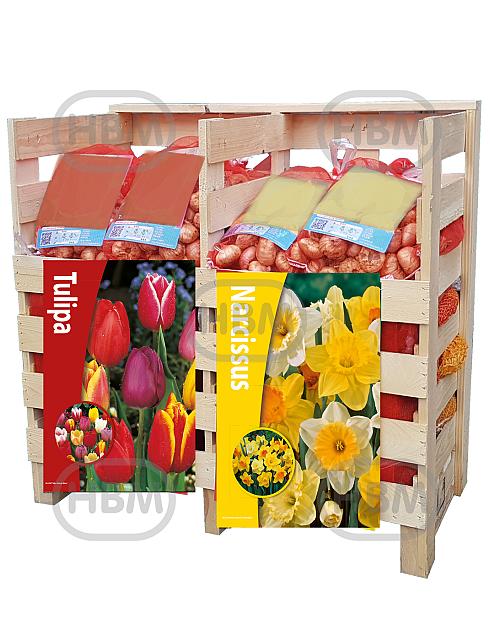 Narcissus, Tulipa mixed
