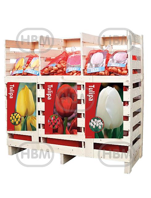 Tulipa mixed