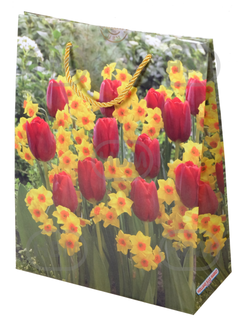 Narcissus, Tulipa mixed