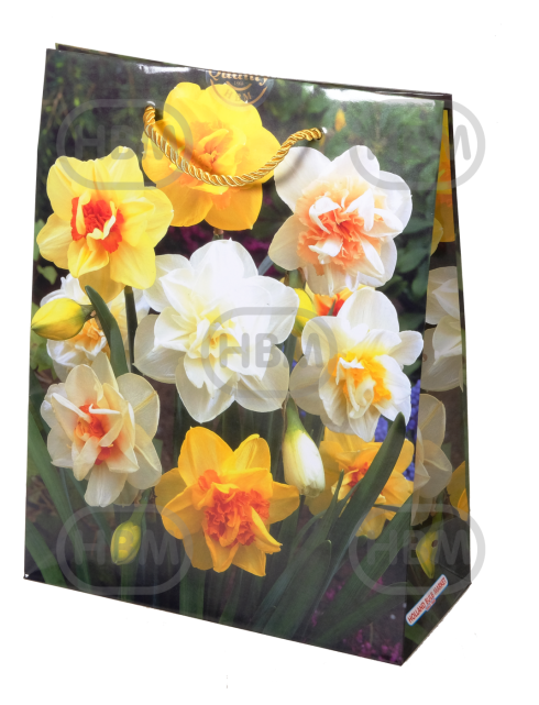 Narcissus mixed