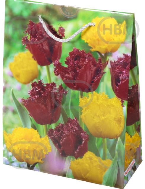 Tulipa mixed