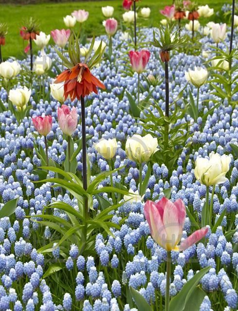 Fritillaria, Muscari, Tulipa mixed
