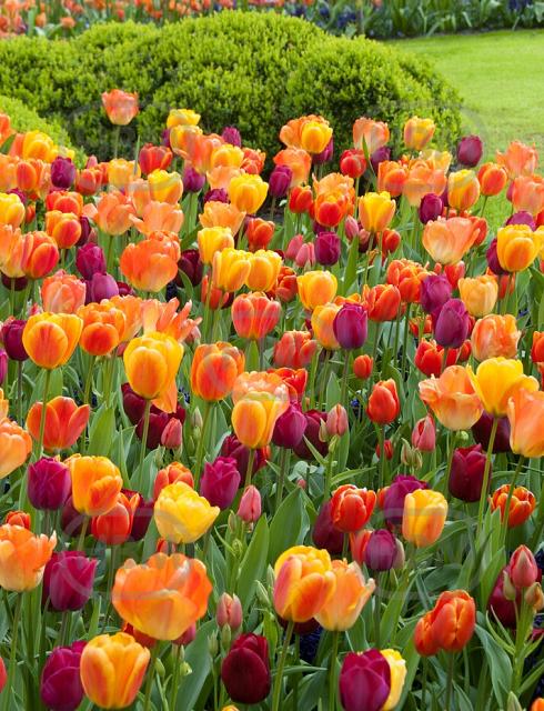 Tulipa mixed