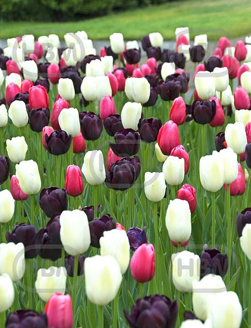 Tulipa mixed