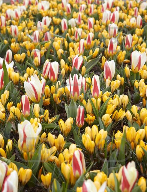Crocus, Tulipa mixed