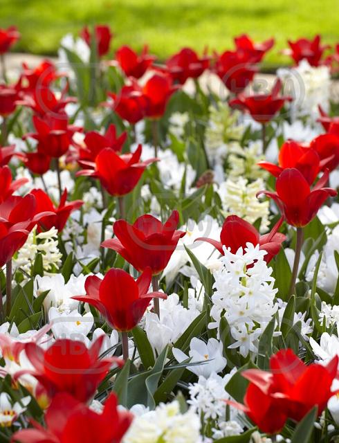 Chionodoxa, Crocus, Hyacinthus, Tulipa mixed