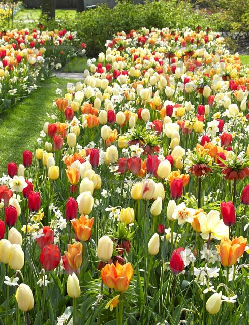Fritillaria, Narcissus, Tulipa mixed