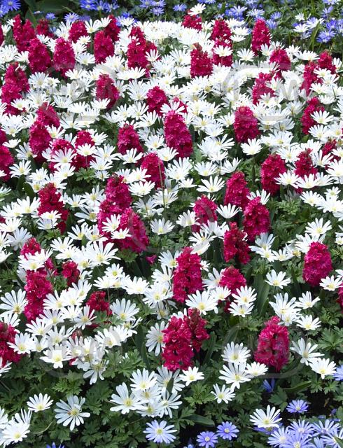Anemone, Hyacinthus mixed