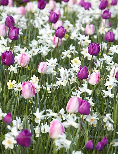 Narcissus, Tulipa mixed