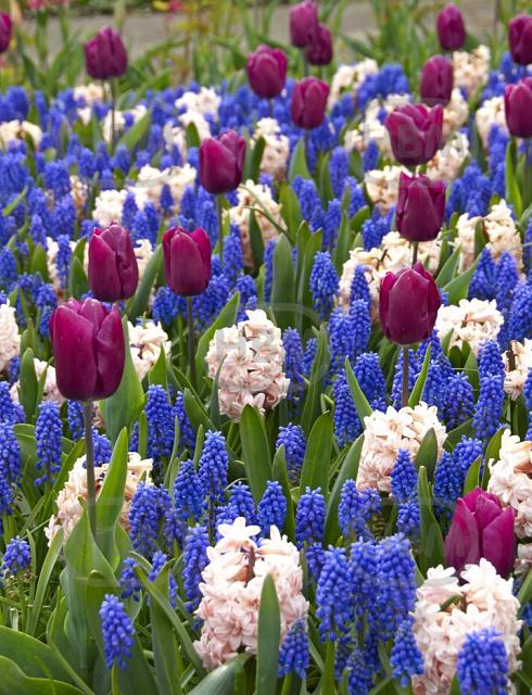 Hyacinthus, Muscari, Tulipa mixed