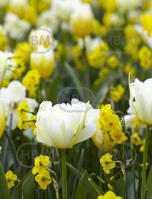 Narcissus, Tulipa mixed