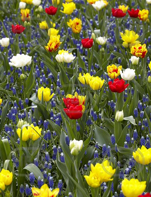 Muscari, Tulipa mixed