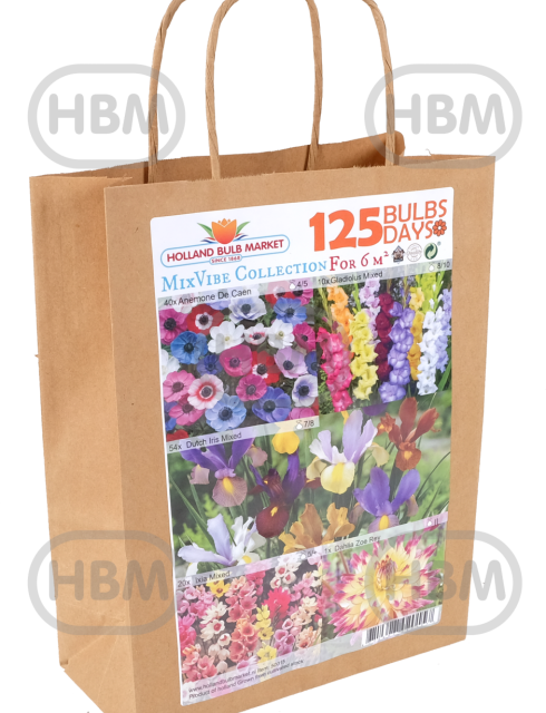 Anemone, Dahlia, Gladiolus, Iris, Ixia mixed
