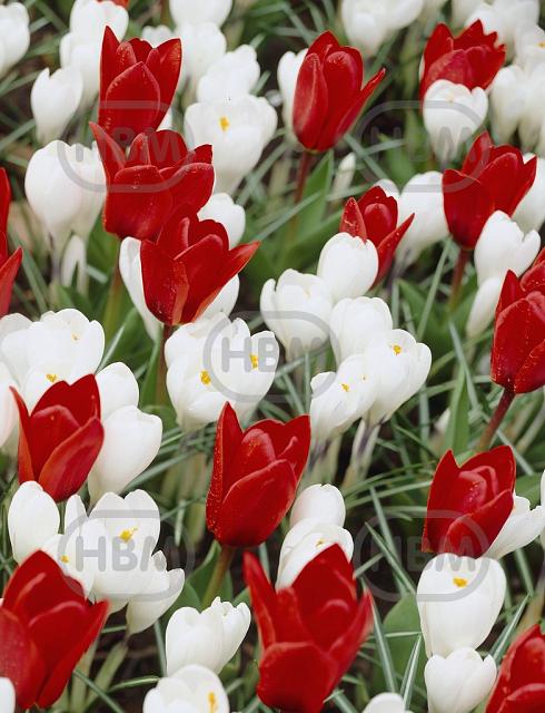 Crocus, Tulipa mixed
