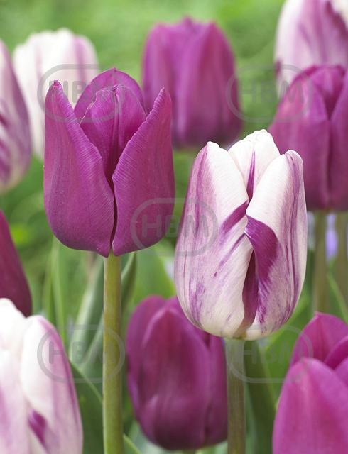 Tulipa mixed